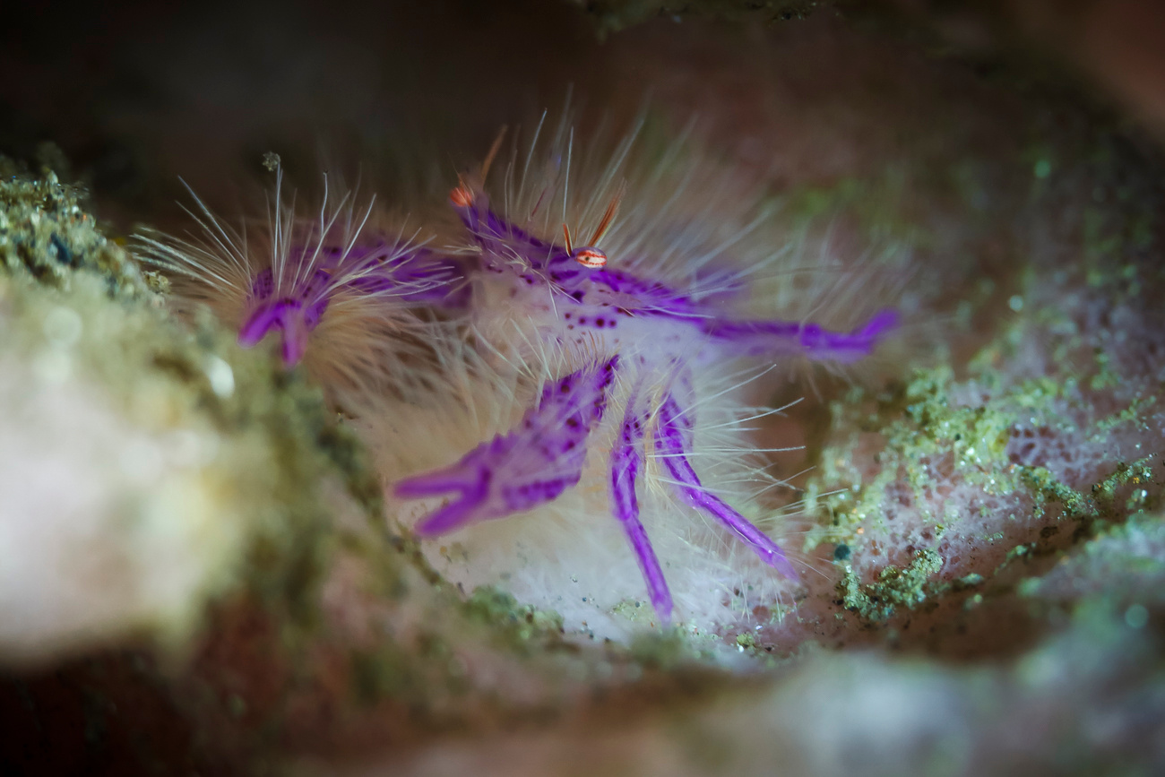 Hairy Squat Lobster (Lauriea siagiani) 