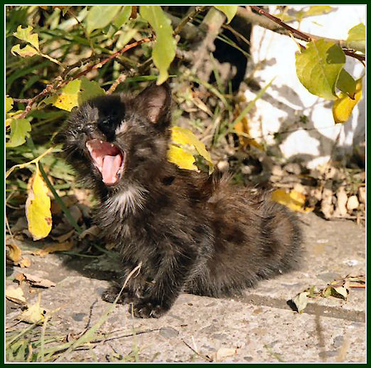 Хищник кошка зверь