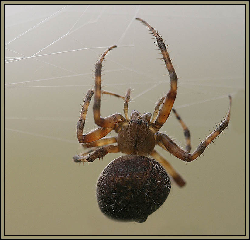 Spider 
