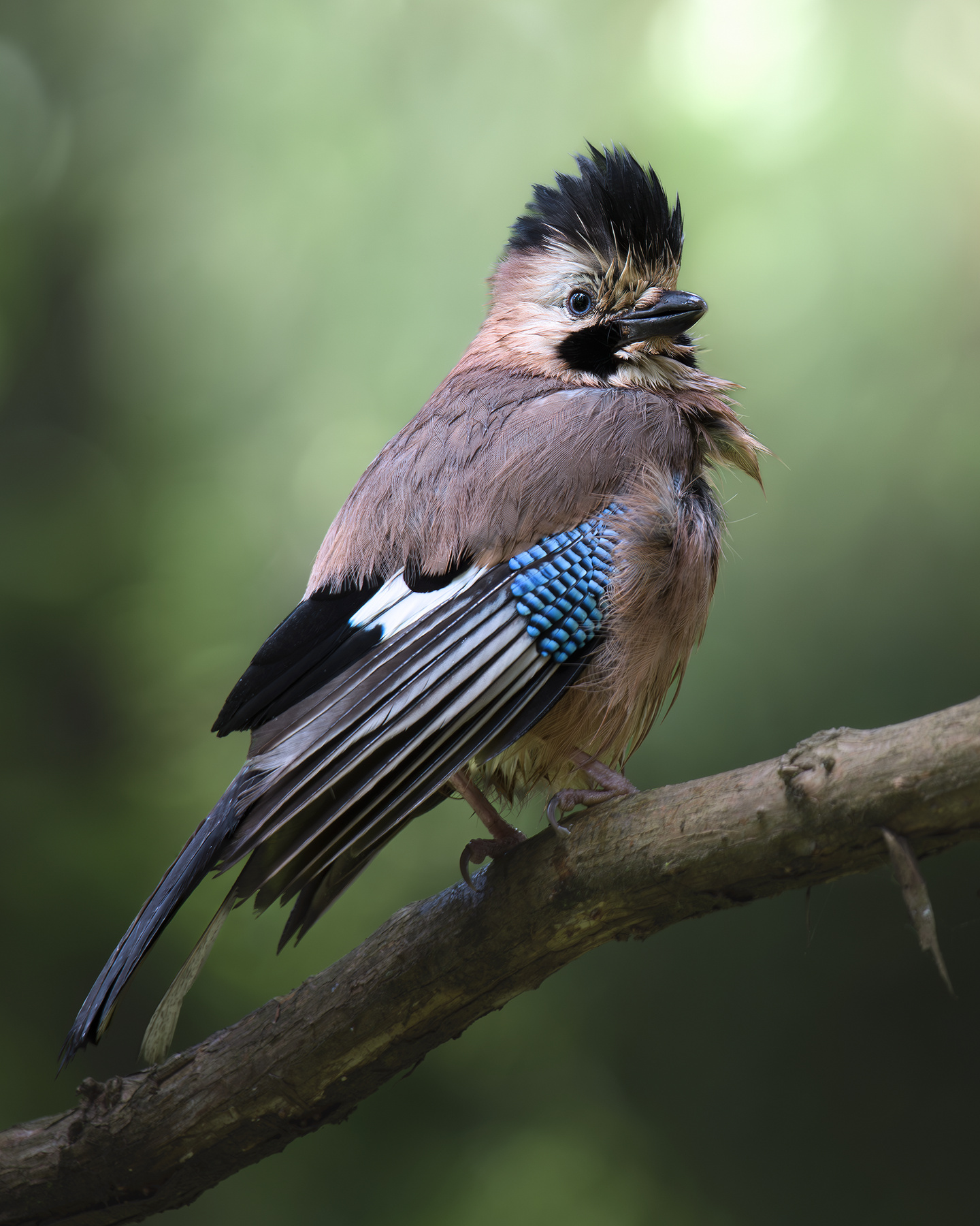 Черноголовая сойка (Garrulus Glandarius Krynicki) 