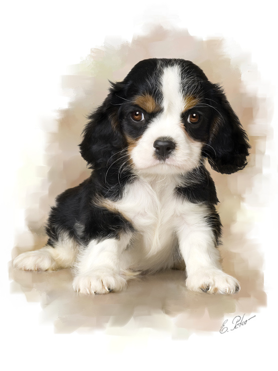 Ух я сёдня и сердитый... Cavalier King Charles Spaniel