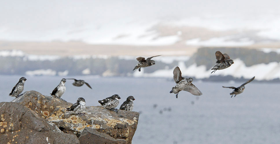 Птички-невелички Конюга-крошка, Aethia pusilla, Least Auklet, St. George Island, the Pribilofs, Bering Sea, Alaska