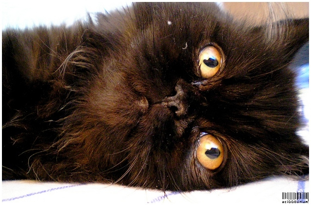 Hellish Kitty. кошко животное фиона helish kitty