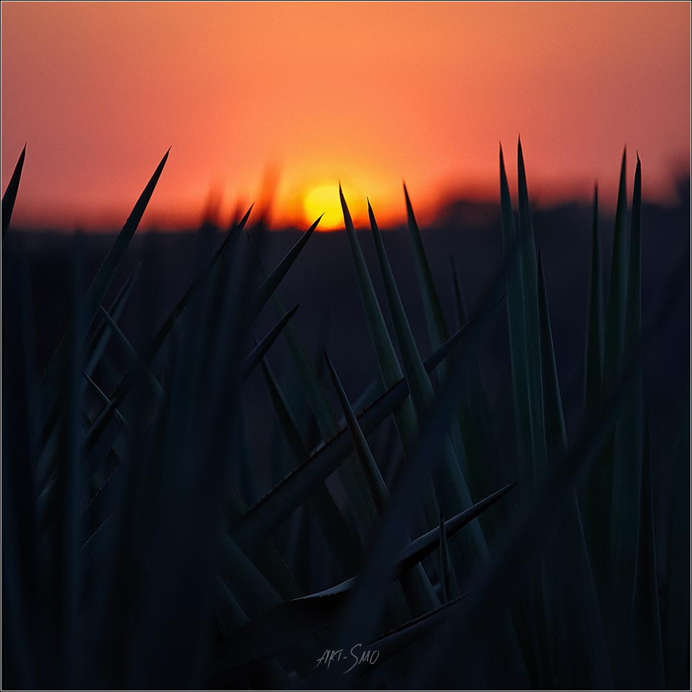 Мексика мексика агава текила mexico agave tequila art-smo art smolnikov igor photo