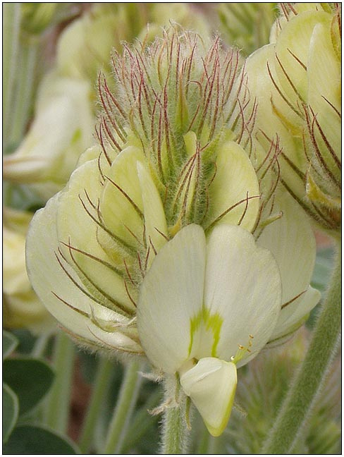 Hedysarum grandiflorum копеечник