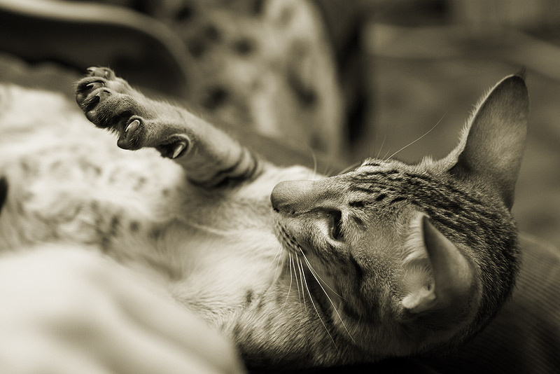 Котяра-3 