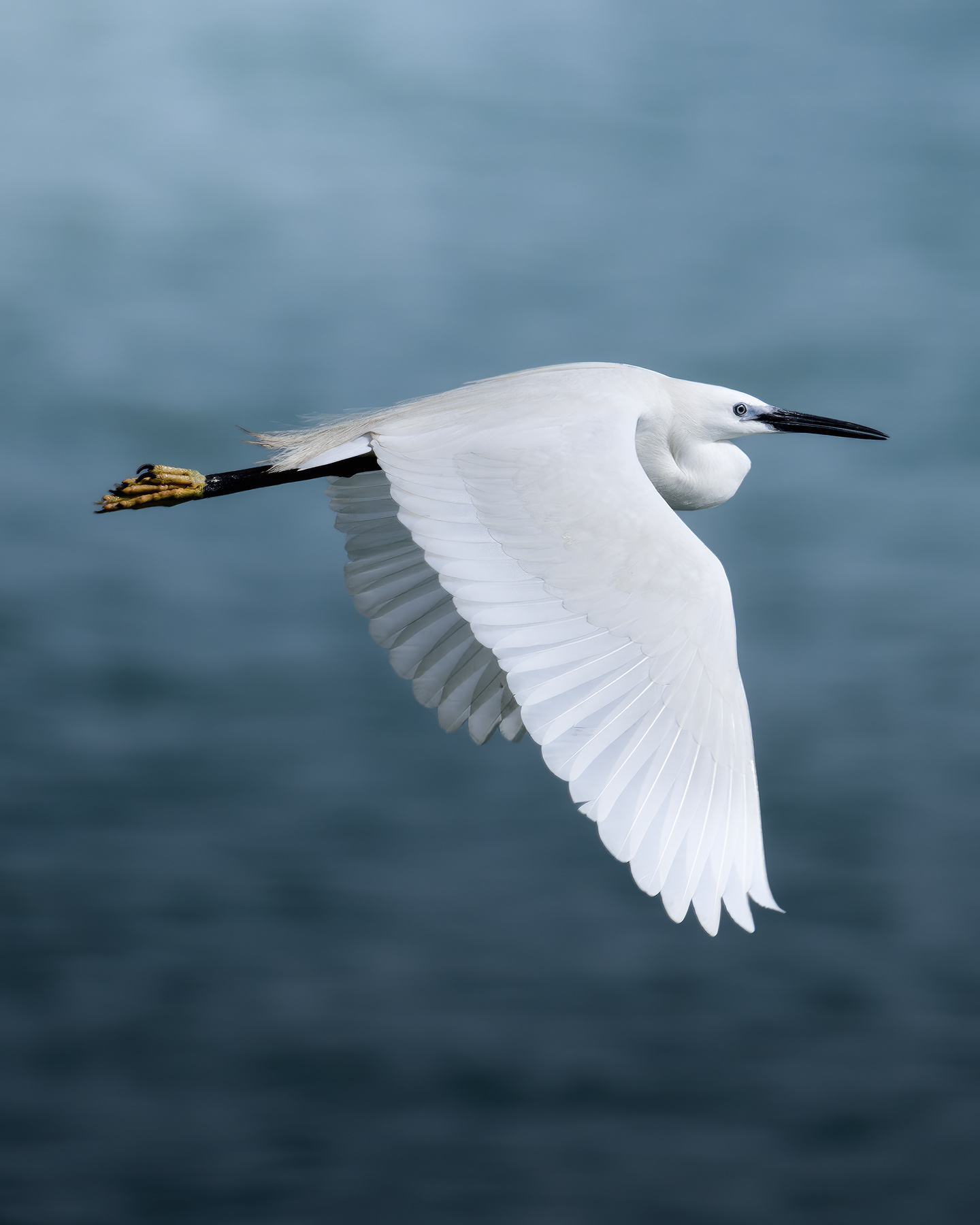Малая белая цапля (Egretta garzetta) 