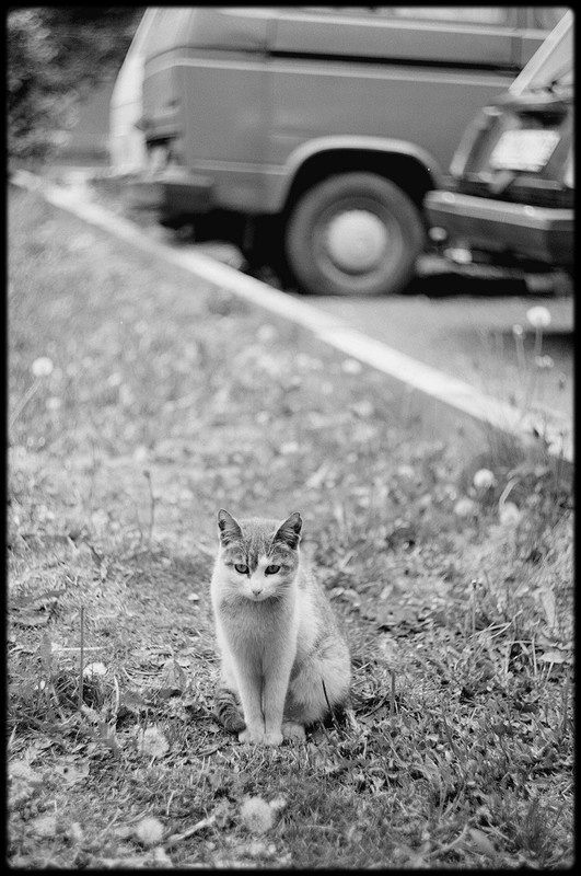 ...*... котейка Зенит