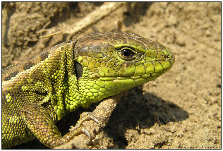Портрет прыткой ящерицы Прыткая ящерица Lacerta agilis