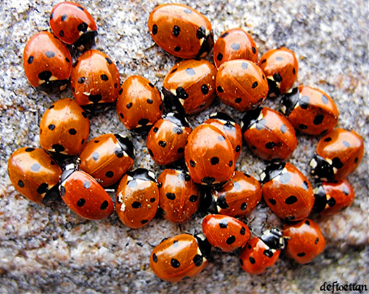 Bugs Party жуки