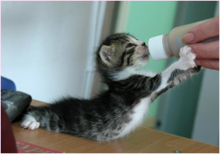 Кушать! Кушать! Котёнок кошка котик кот малыш кормление еда поза соска