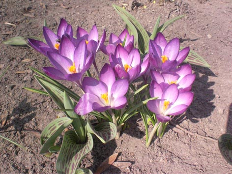крокусы 