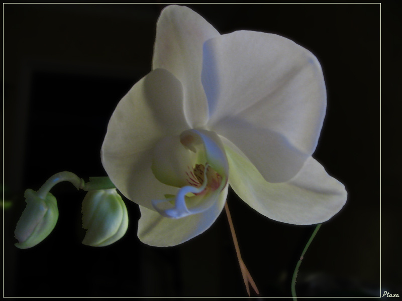 Расцвела... орхидея расцвела моя !