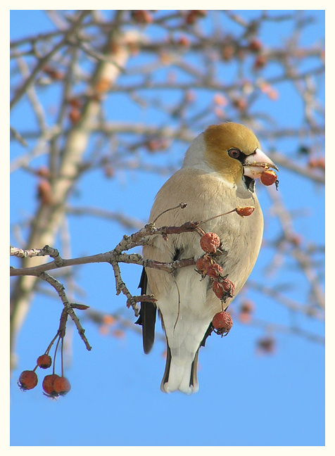 Дубонос-2 Дубонос hawfinch grosbeak
