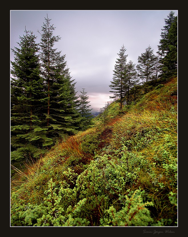 The Forest 