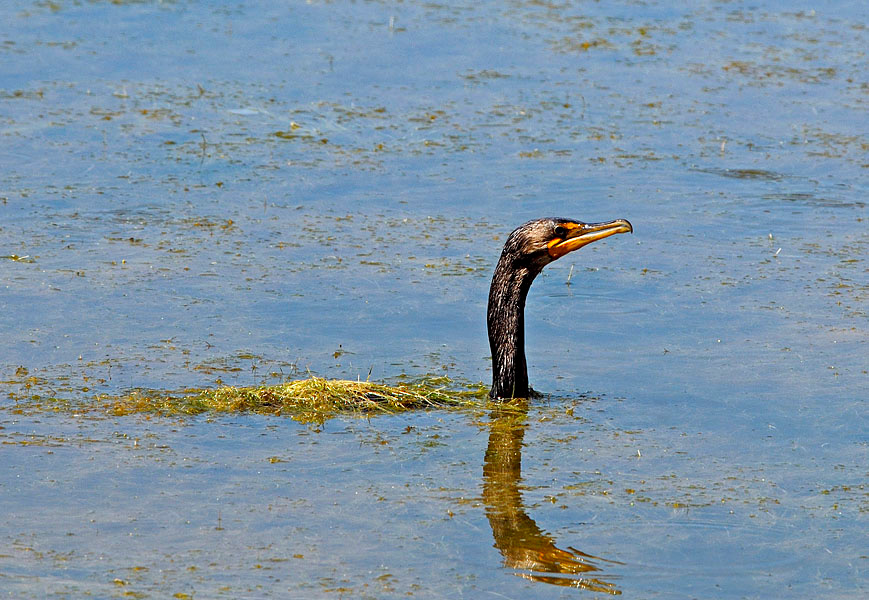 В западне Ушастый баклан, Phalacrocorax auritus, Лагуна Малибу, Double-crested Cormorant, Malibu Lagoon, California