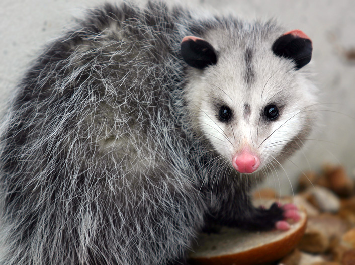 Североамериканский опоссум опоссум поссум opossum possum