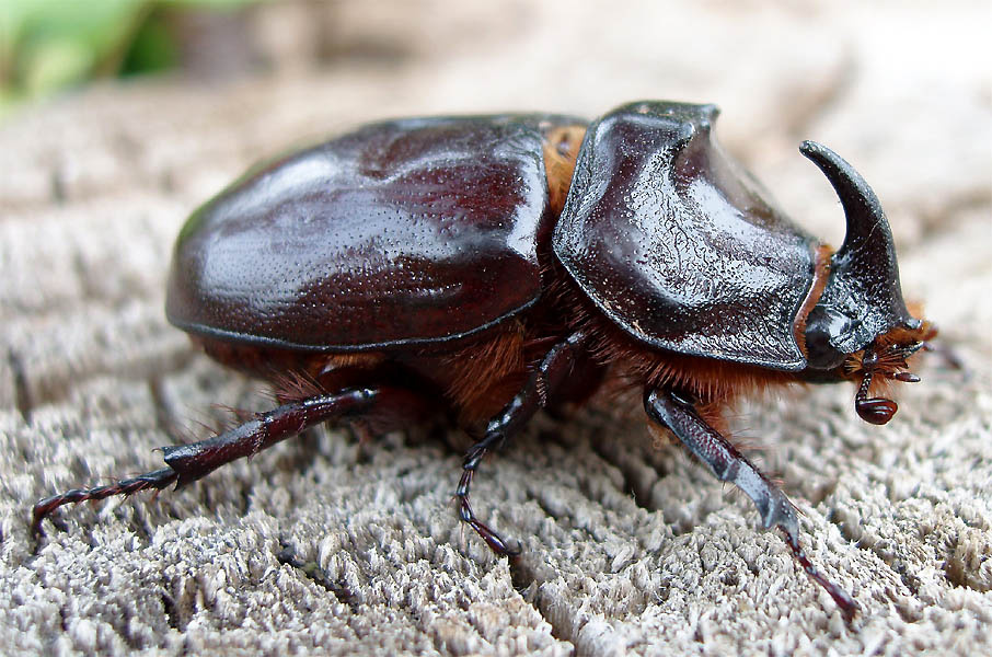 Жук-носорог. Жук, носорог, oryctes nasicornis.