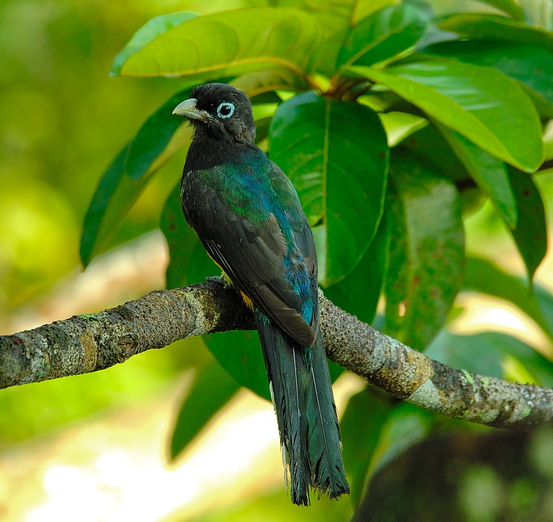 Quiscalus mexicanus Quiscalus mexicanus,great-tailed grackle
