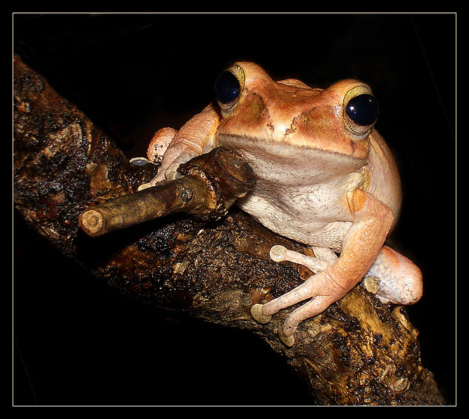 Руки вверх! Polypedates leucomystax