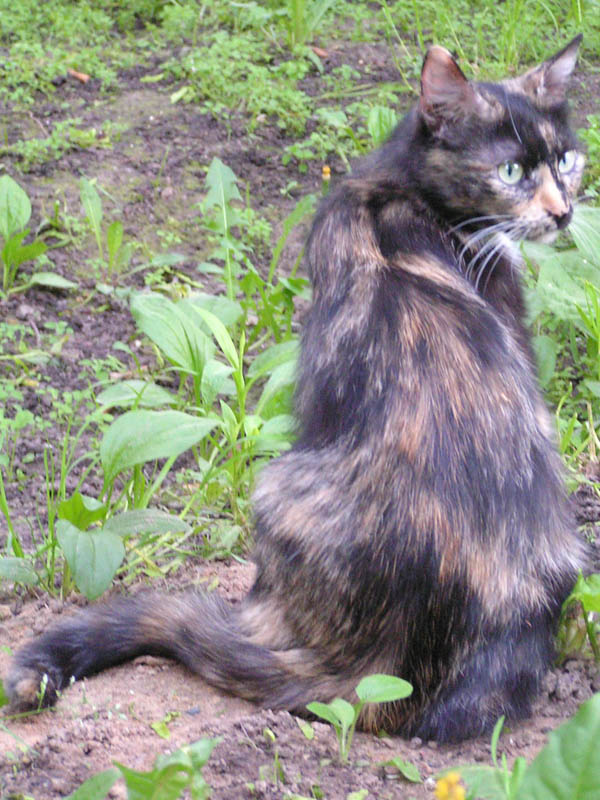 Дворовая кошка Кошка