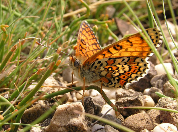 The wild butterfly Бабочка трава макро Балаклава