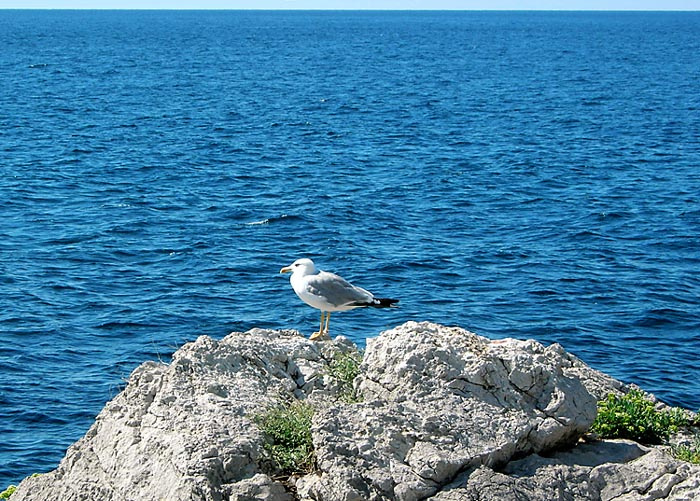 Хозяин морей море, чайка, птица, лето
