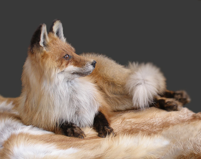 fox 