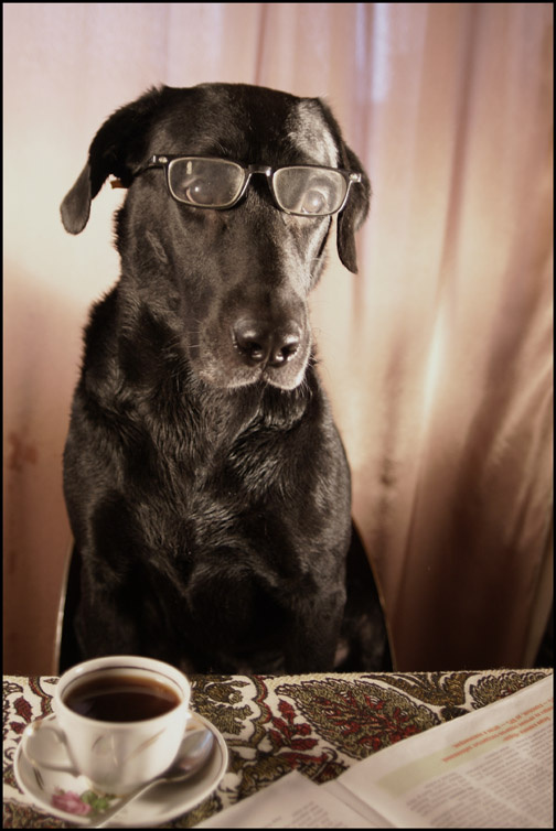 утро собака лабрадор портрет