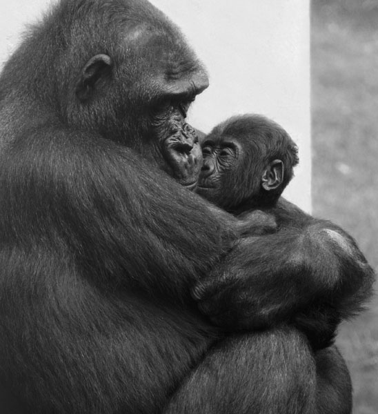 30651 Mothers love 