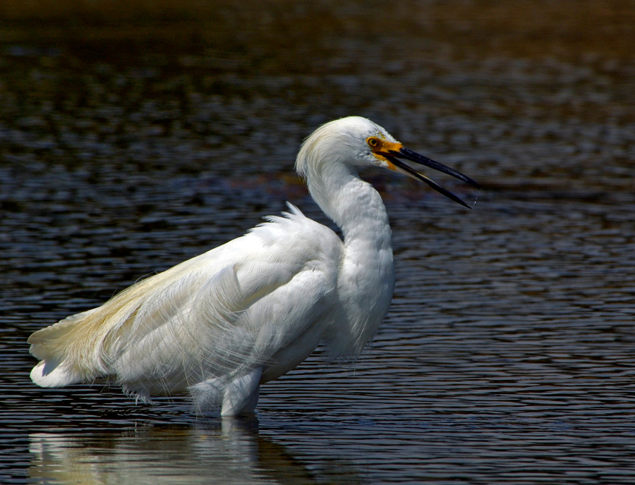 Просто цапля Белая американская цапля, Egretta thula, Snowy Egret, Malibu Lagoon, California