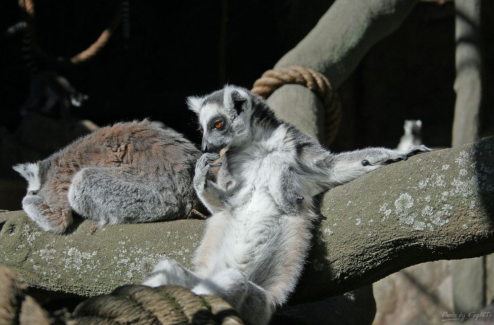 Любит, не любит Лемуры, скансен, skansen, lemurs