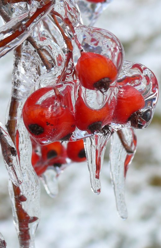 В саду снежной королевы зима freezing rain