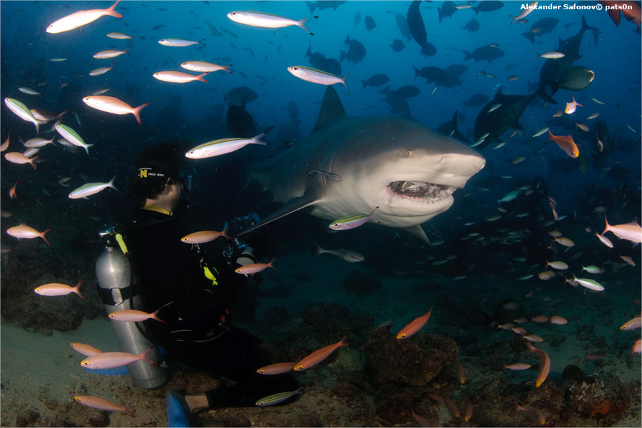 ДАО фотографа и модели ;) bull shark Fiji dive Beqa Adventure Divers