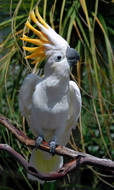 И как я в профиль? Большой желтохохлый какаду, Cacatua galetita, Sulphur-created Cockatoo