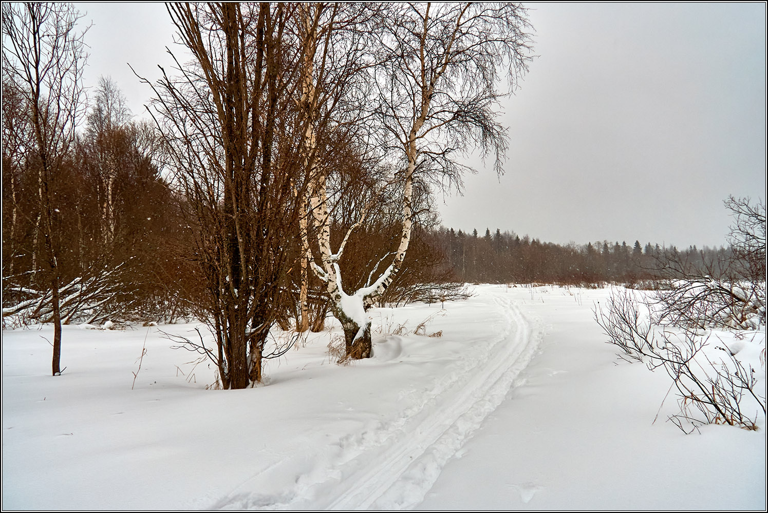 Зимний лес. 