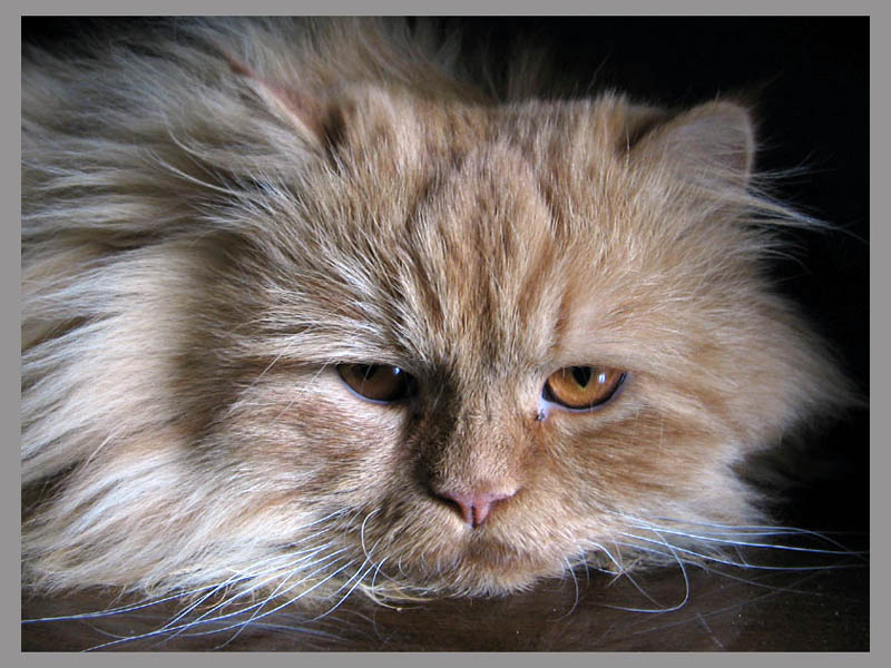 взгляд животные кот