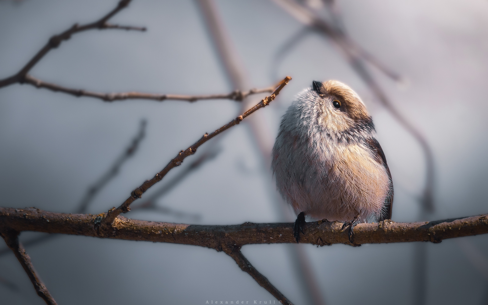 Немного солнца для синички синица длиннохвостая aegithalos caudatus
