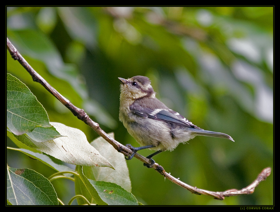Буду лазоревым! Лазоревка Parus caeruleus