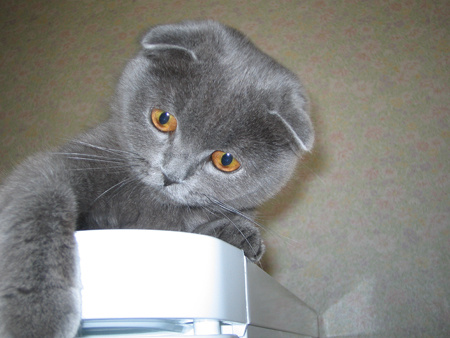 Фотомодель Кошки