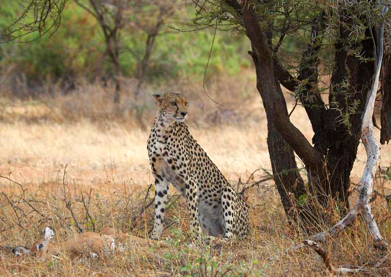 Cheetah. гепард