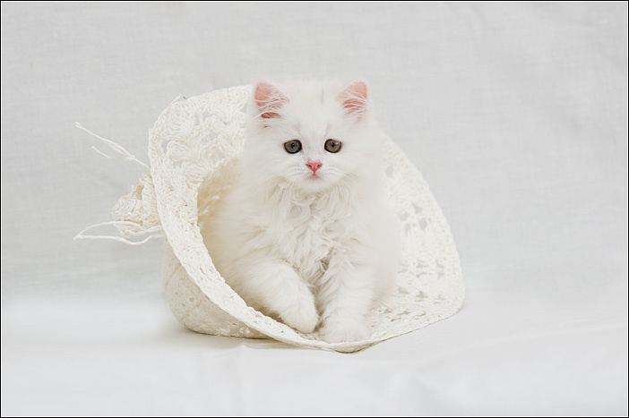 white 