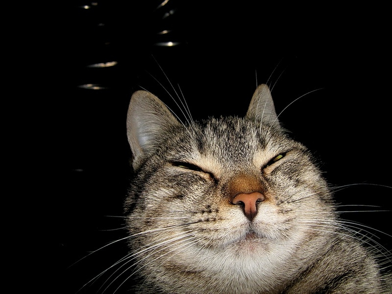 Y cat animal