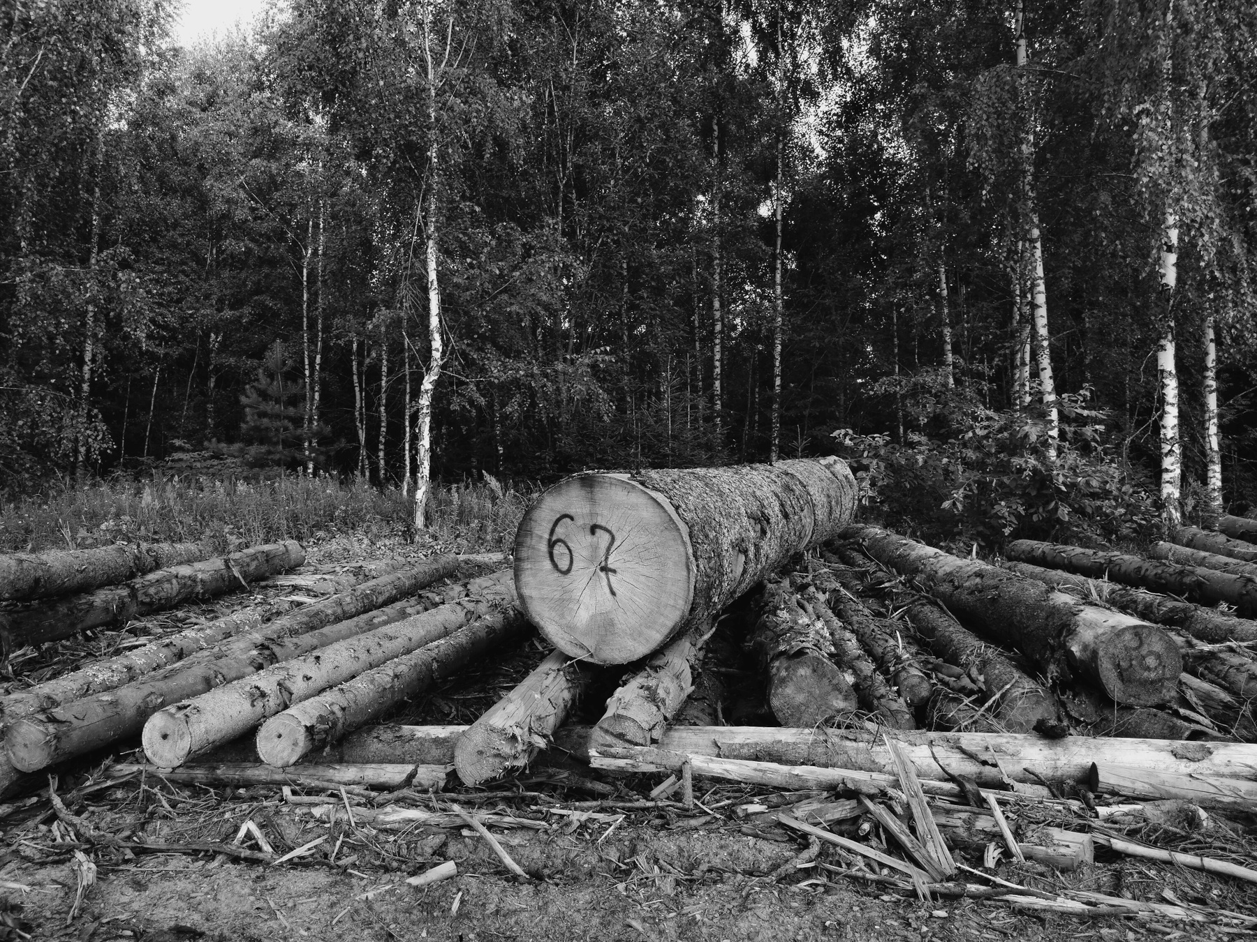 Бревно №67 