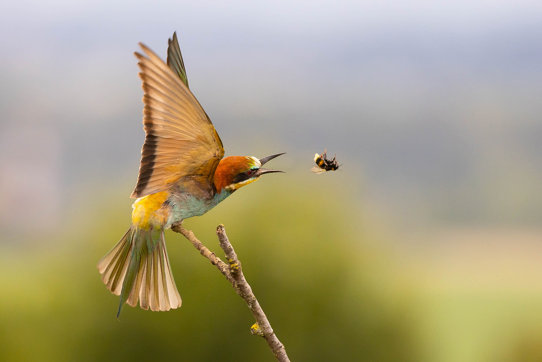 Bee-eater 