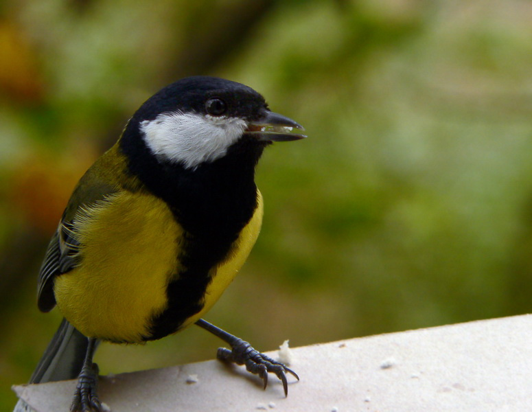 Большая синица (Parus major) 