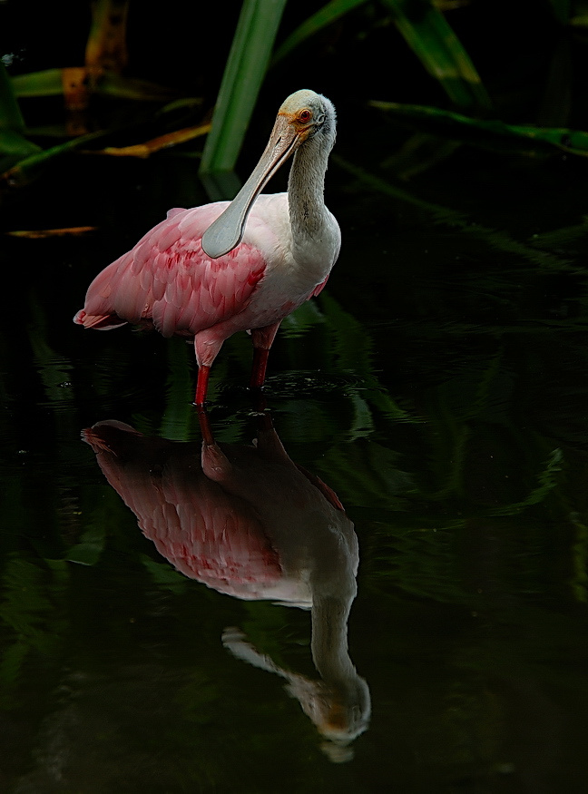 Отражение Отражение Roseate Spoonhill.Espatula Rosada.Ajaia ajaia.
