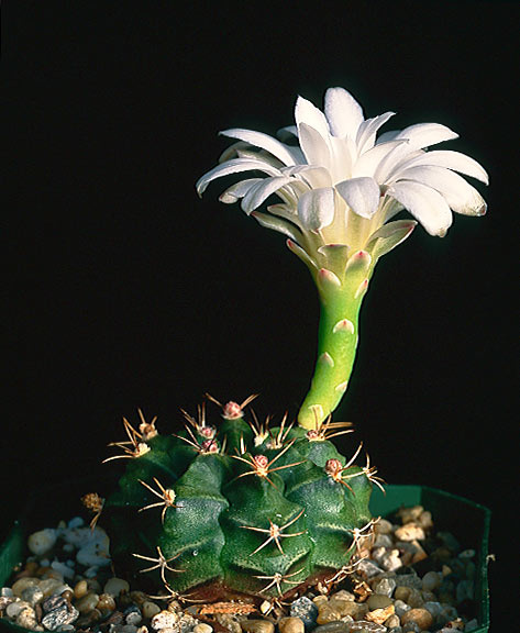 Gymnocalycium damsii cactus cacti gymnocalycium