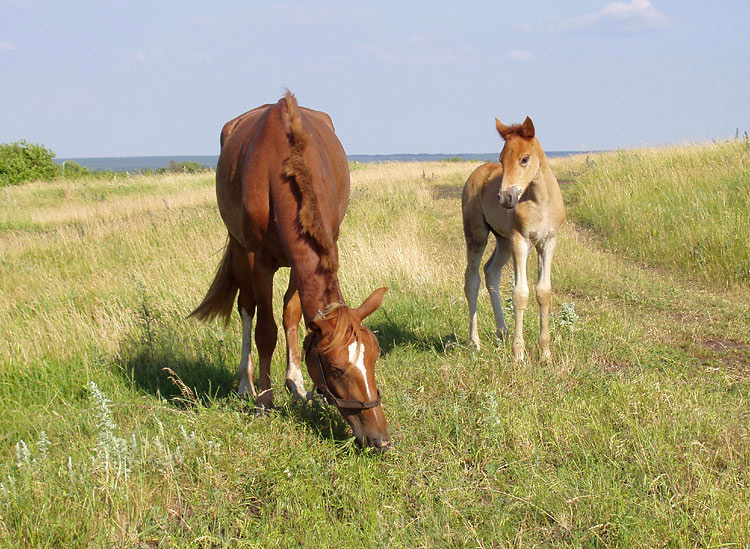 Первое лето. Дон степь кони лошадка лето