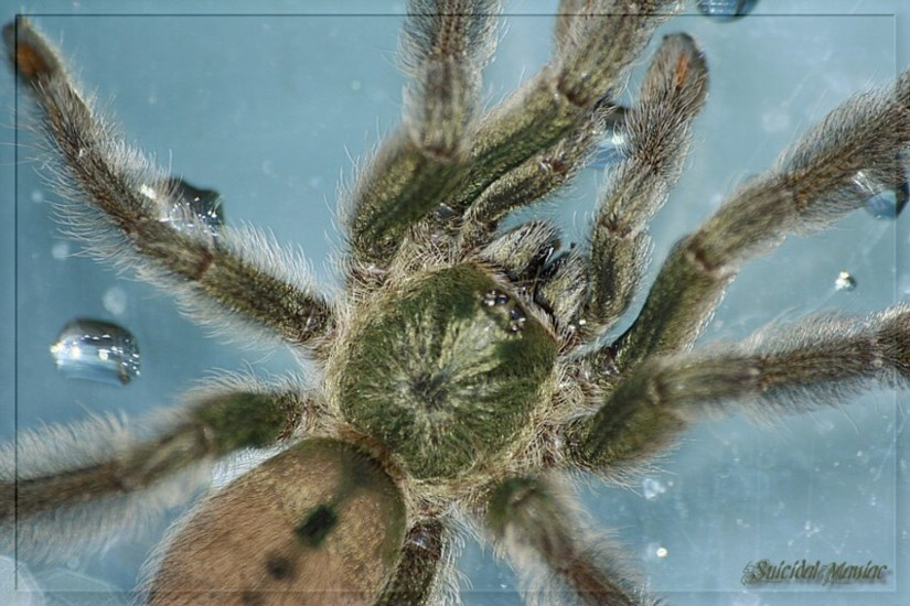 DRop CRop waTER spider tarantul,spider